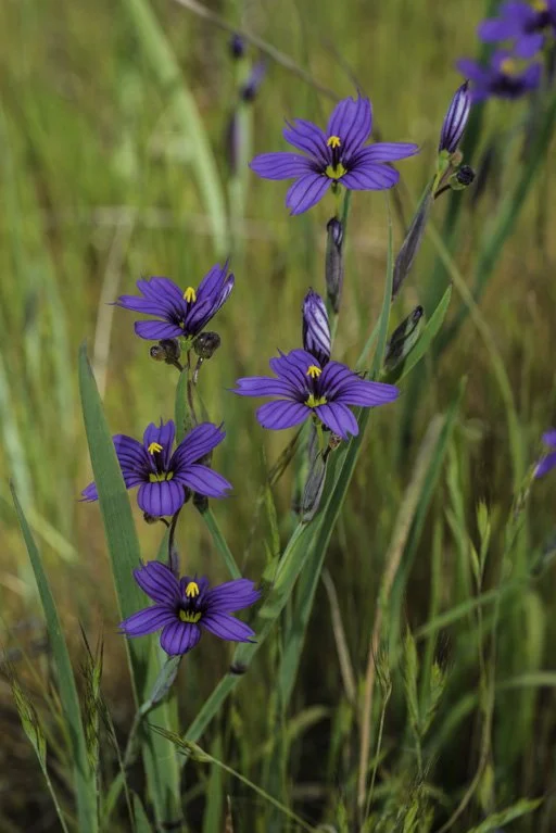 Blue-eyed Grass