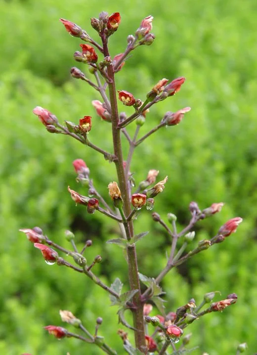 Bee Plant