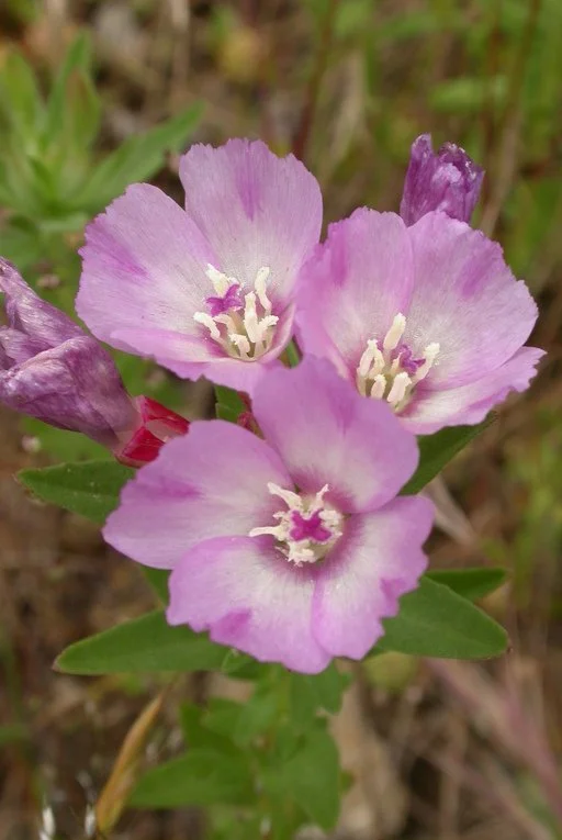 Winecup Clarkia