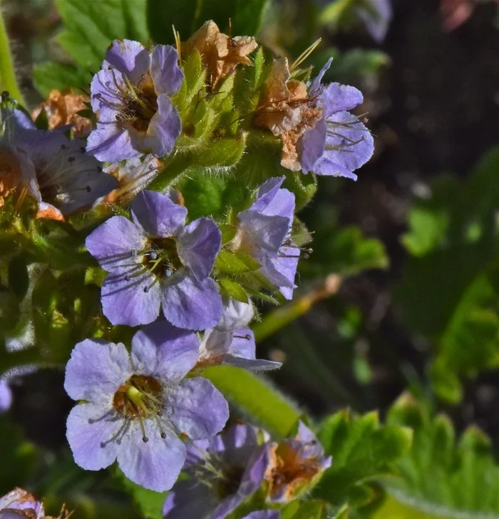 Bolander's Phacelia
