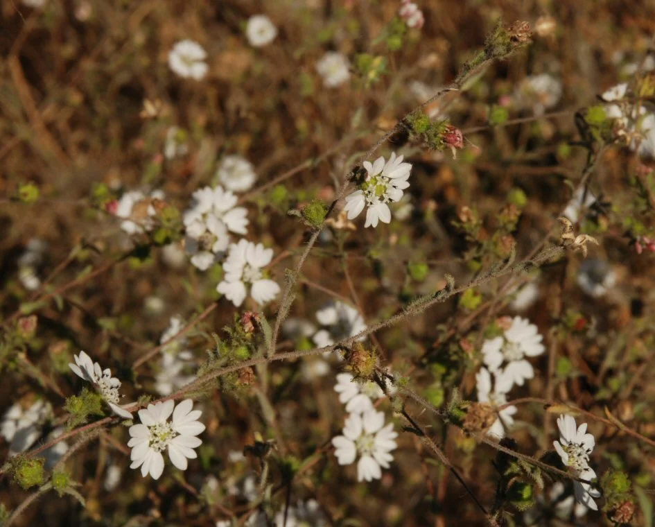 Hayfield Tarweed