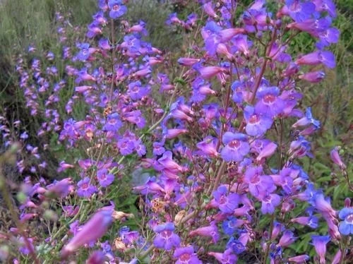 Showy Penstemon