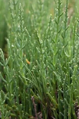 Pickleweed