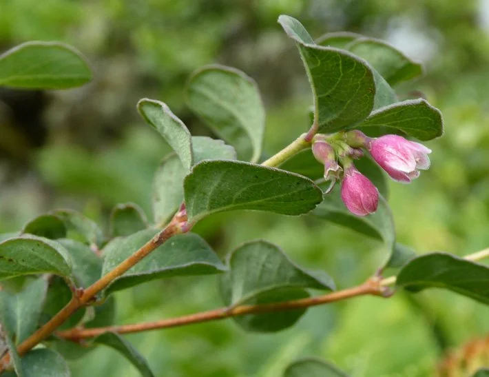 Snowberry
