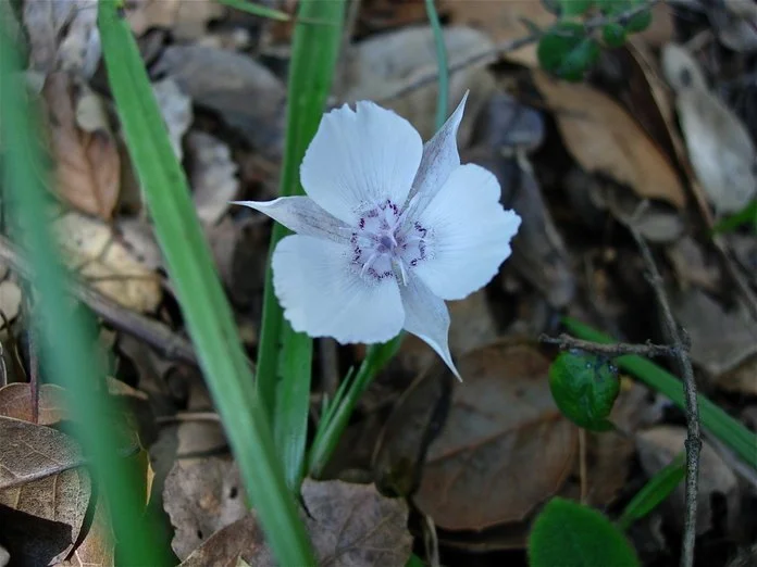 Oakland Star Tulip