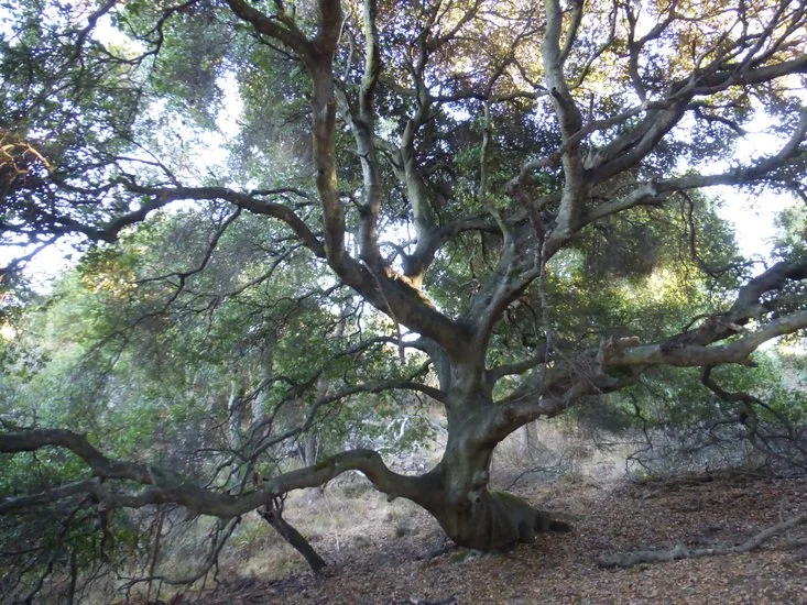 Coast Live Oak