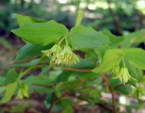 Hooker's Fairy Bell