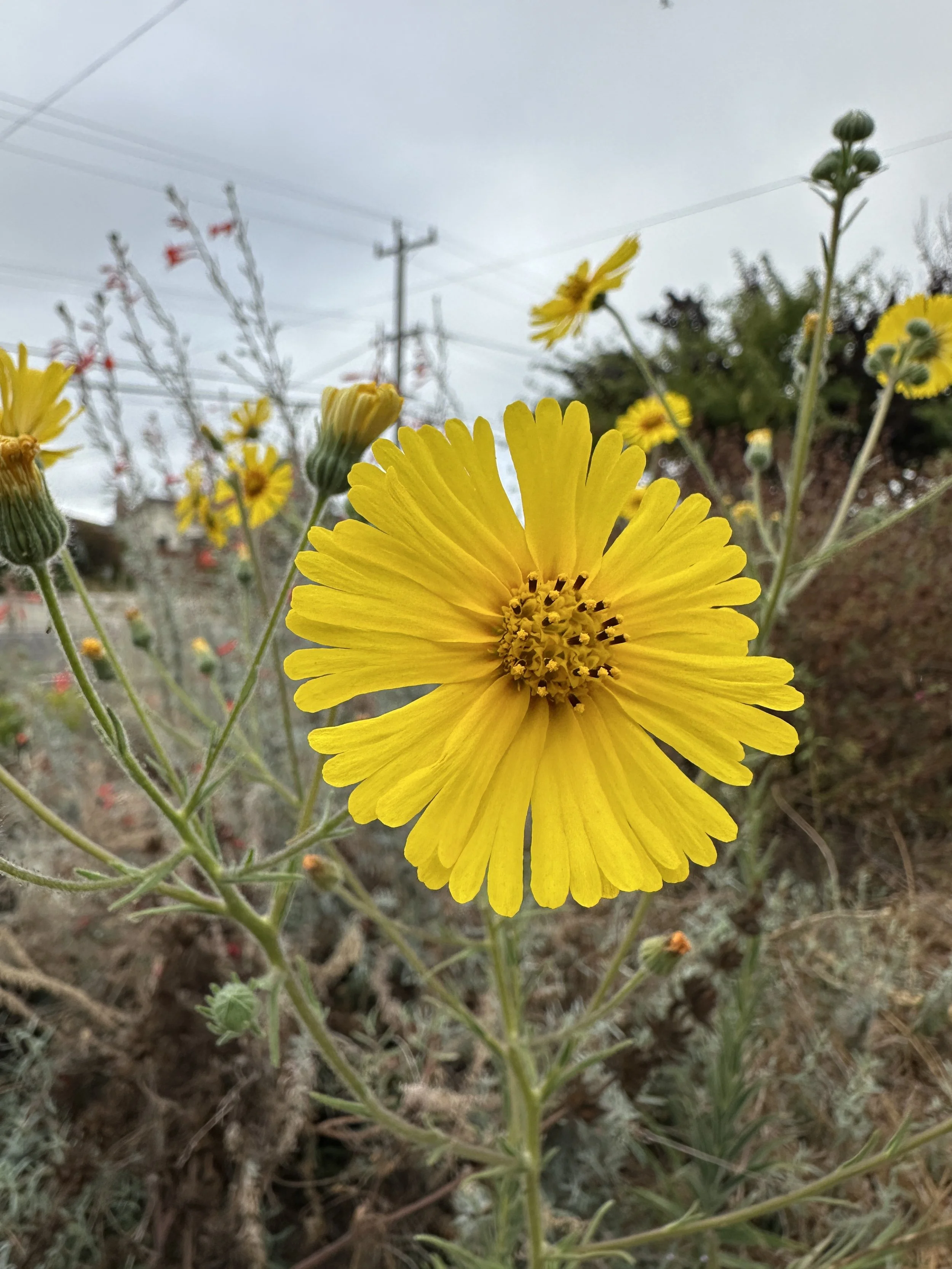 Elegant Tarweed.JPG