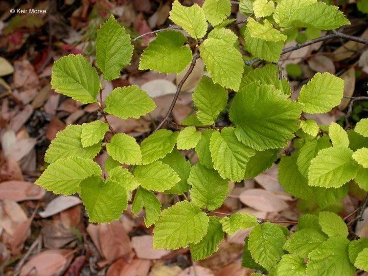 Beaked Hazelnut