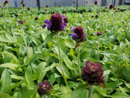 Common Selfheal