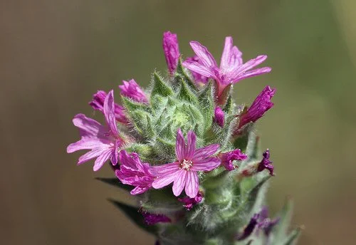 Denseflower Willowherb