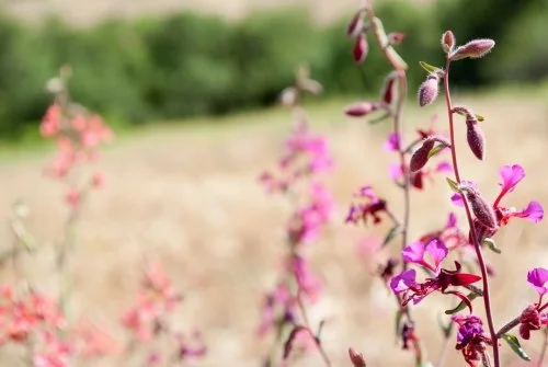 Elegant Clarkia