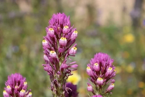 Purple Owl's Clover