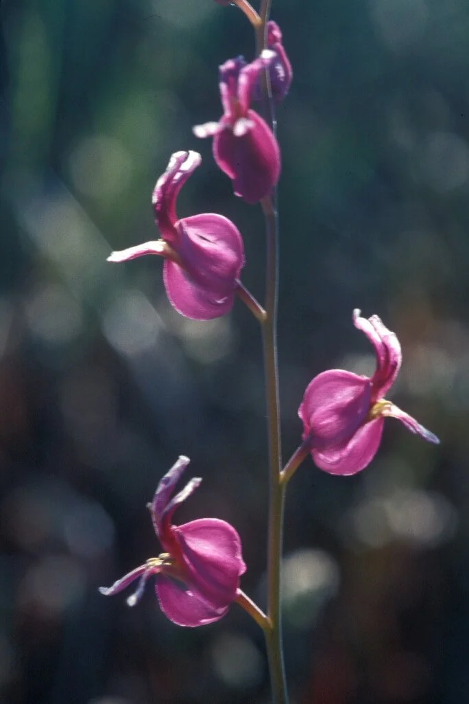 Most Beautiful Jewel Flower