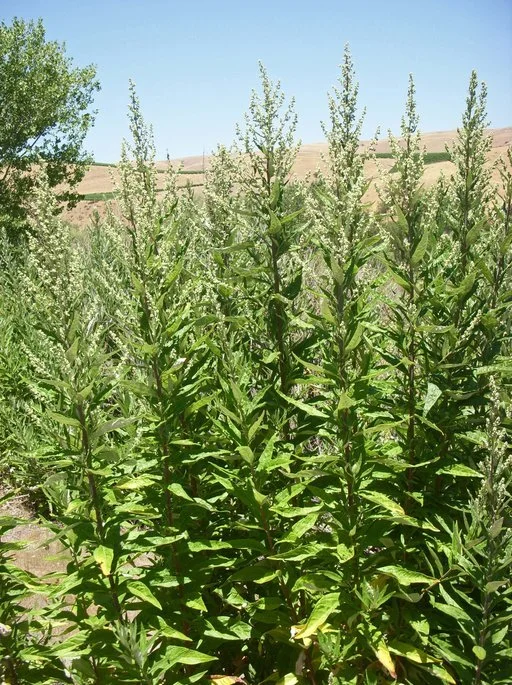 Mugwort