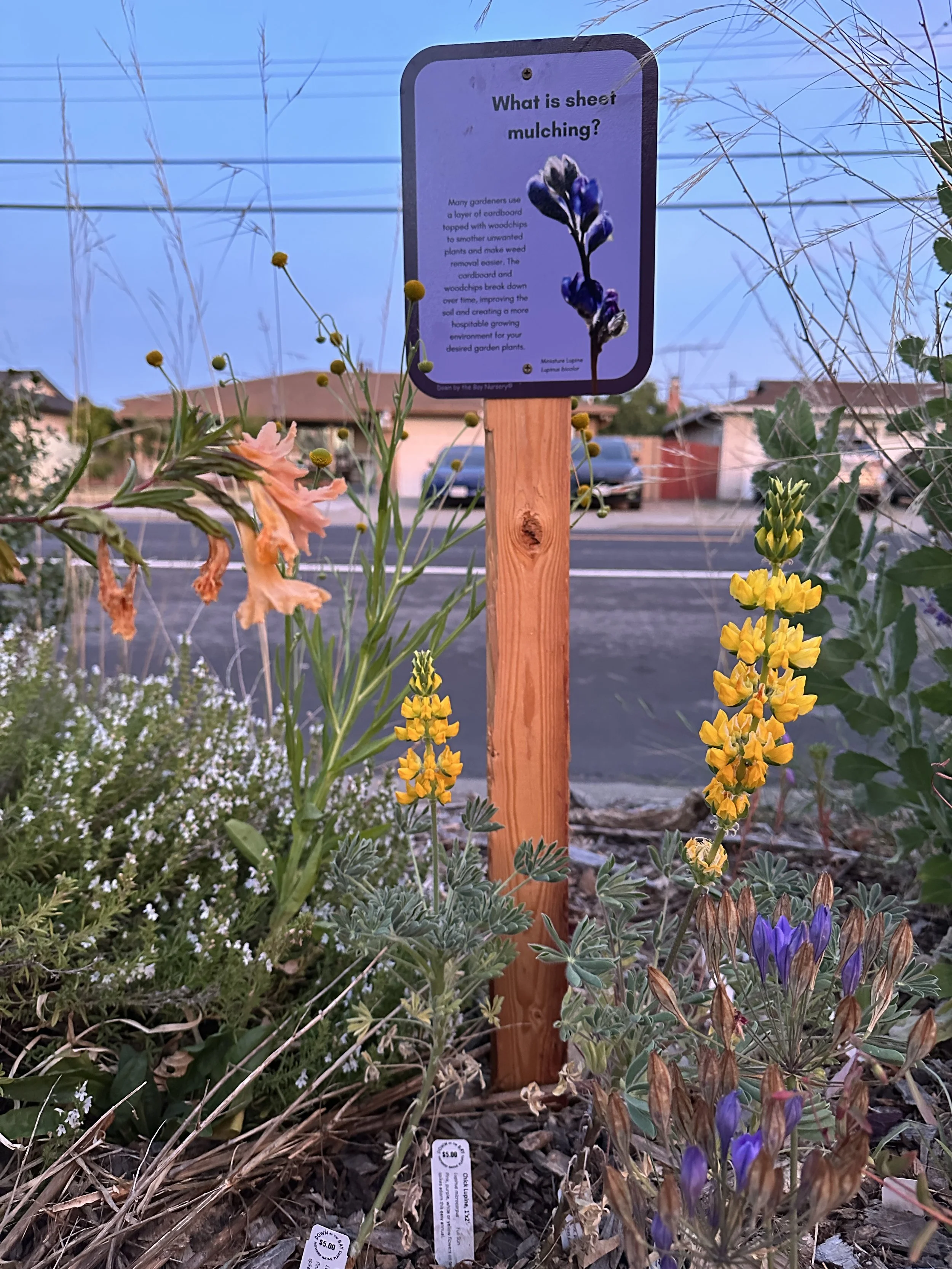 Pollinator Garden