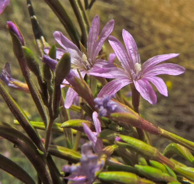 panicled willowherb.jpeg