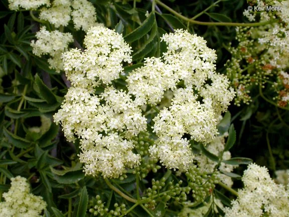 Blue Elderberry