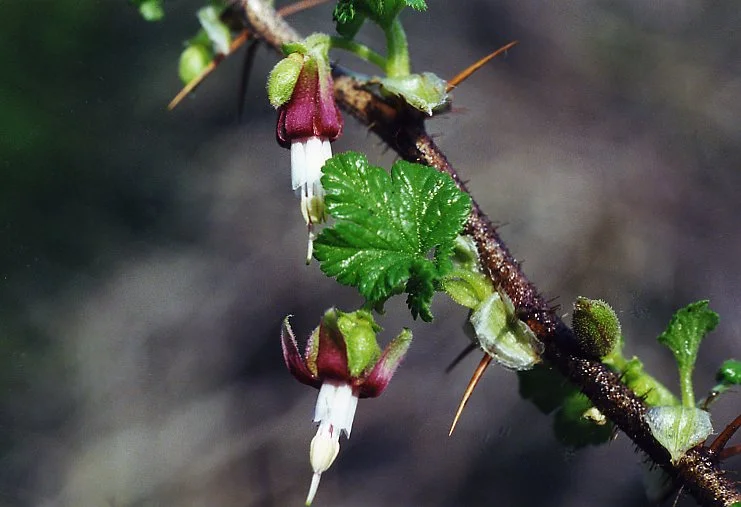 Canyon Gooseberry
