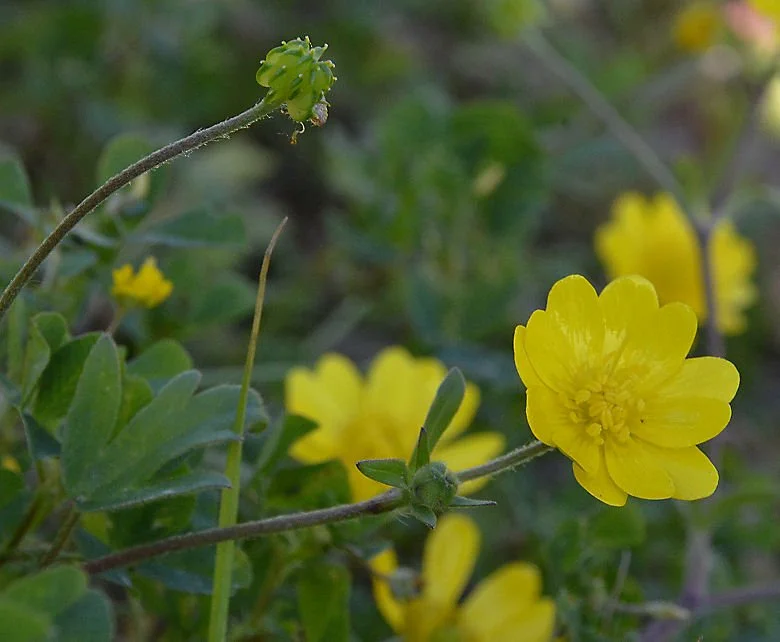 California Buttercup