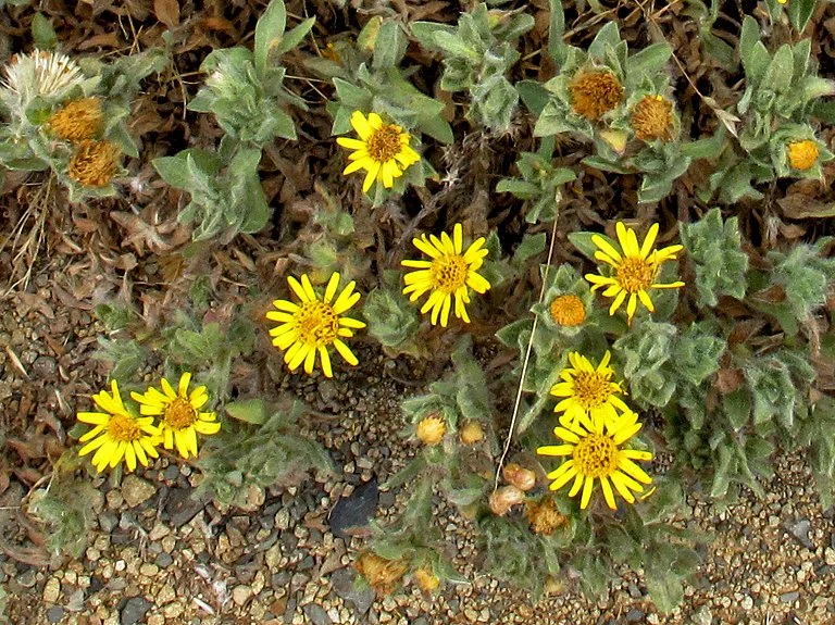 False Goldenaster
