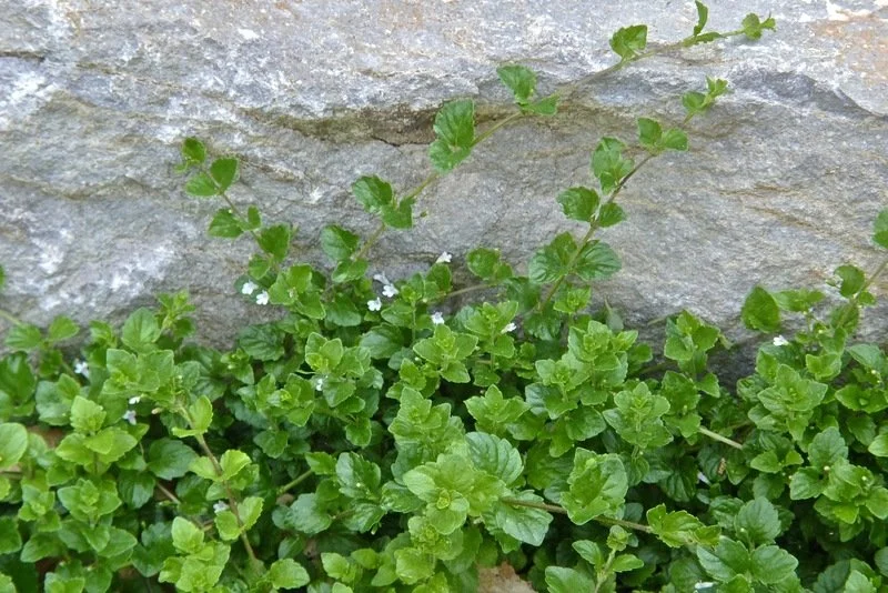 Yerba Buena