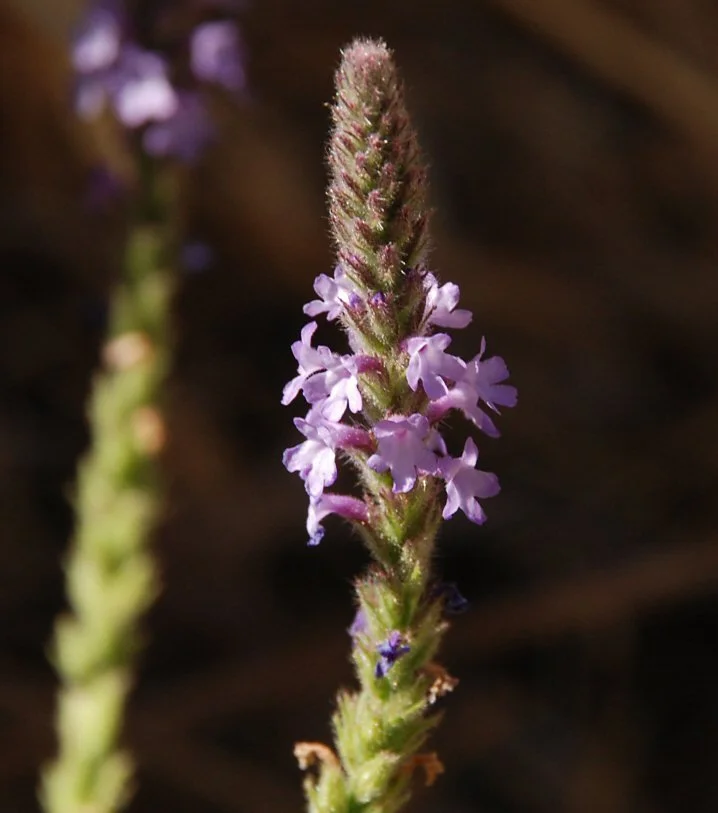 Western Vervain