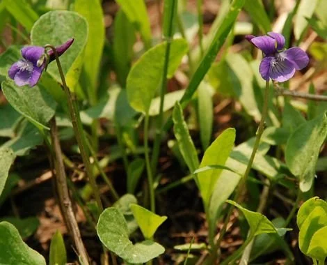 dog violet.jpg
