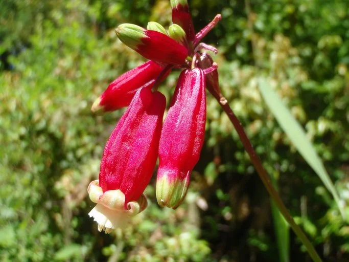 Firecracker Brodiaea