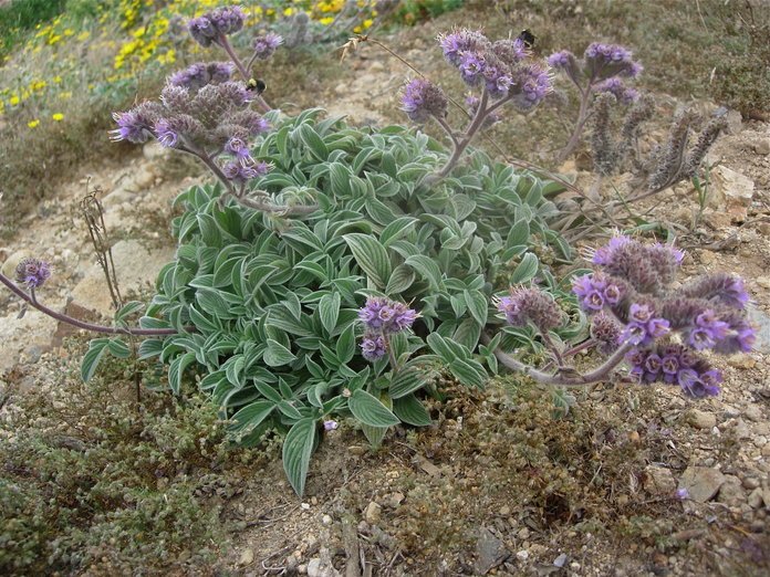 California Phacelia