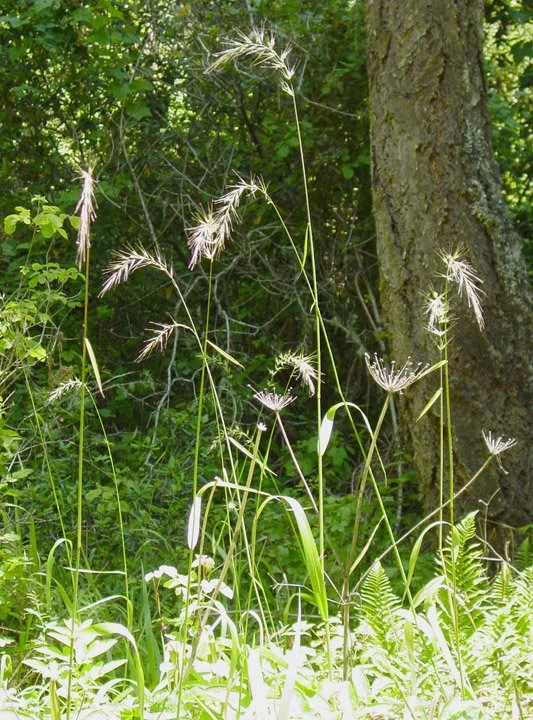 California Bottle Brush Grass