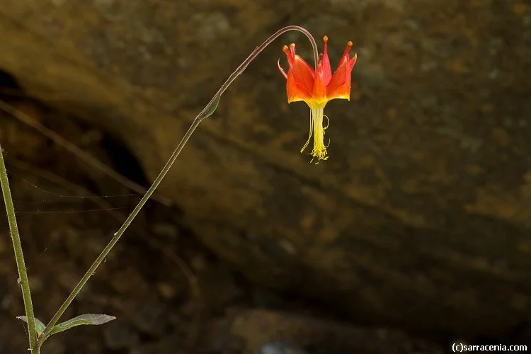 Van Houtte's Columbine