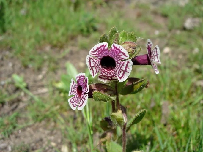 Calico Monkeyflower