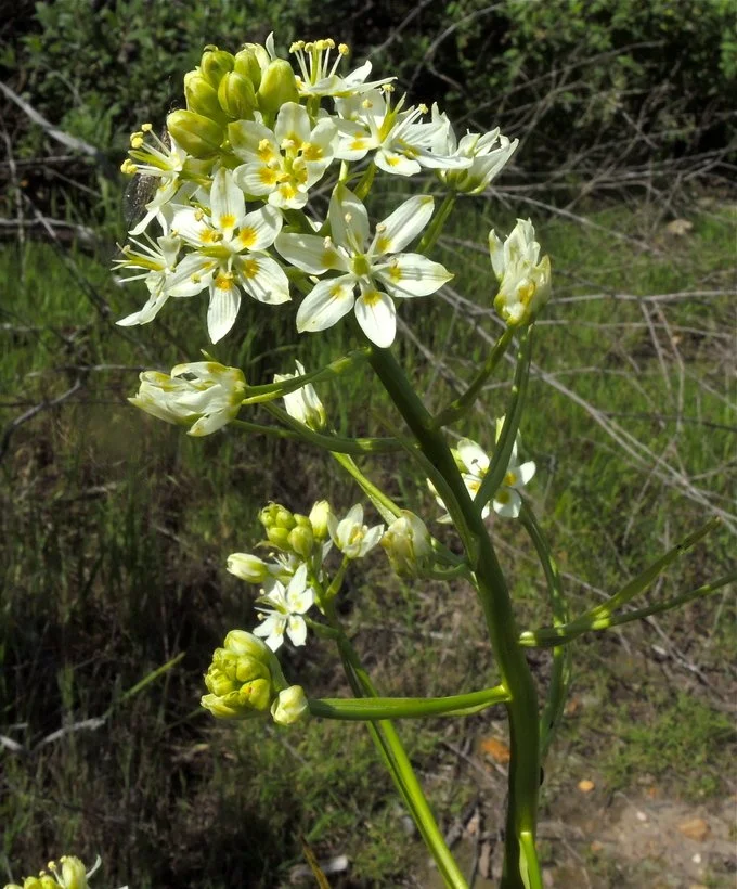 Chaparral Zygadene