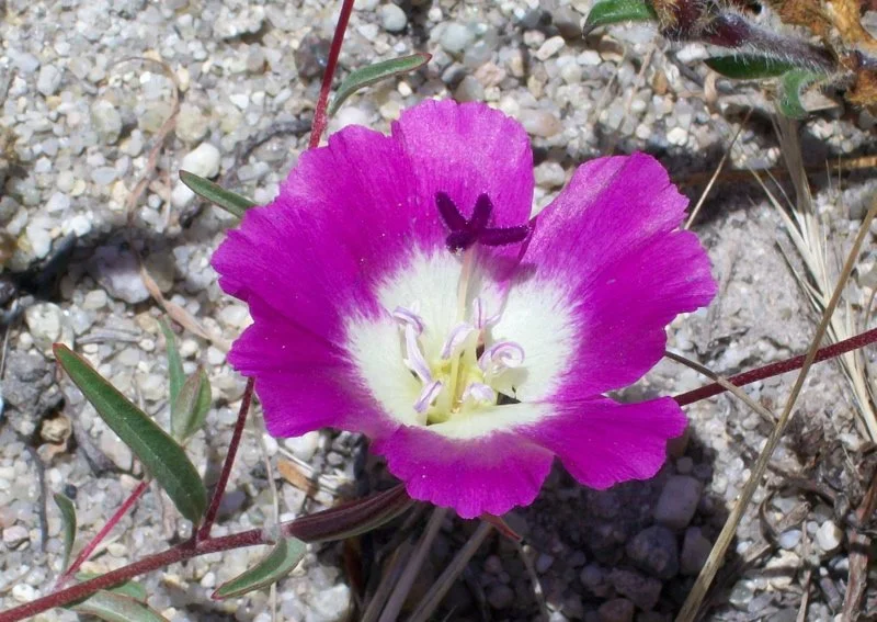 Pismo Clarkia
