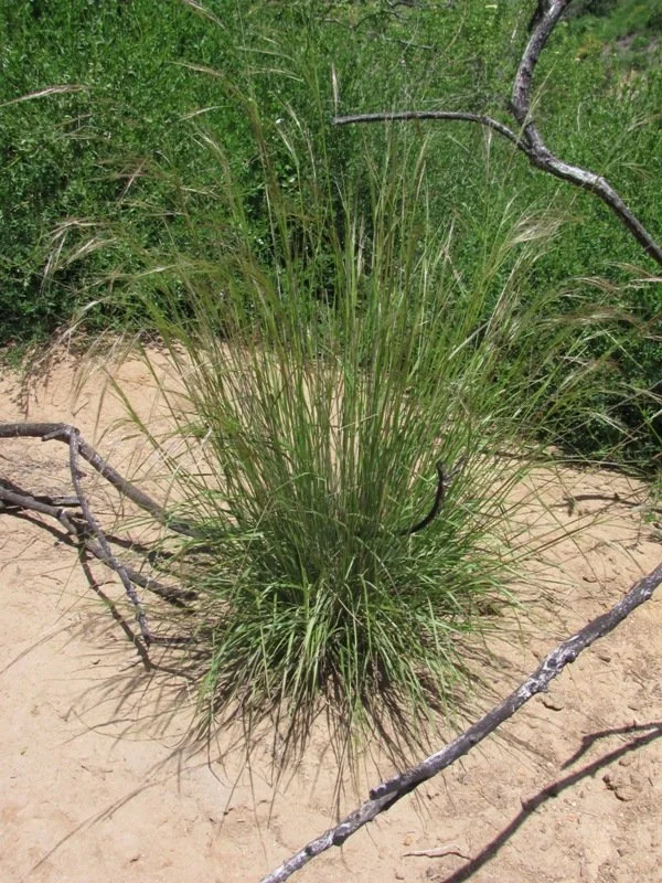 Foothill Needlegrass