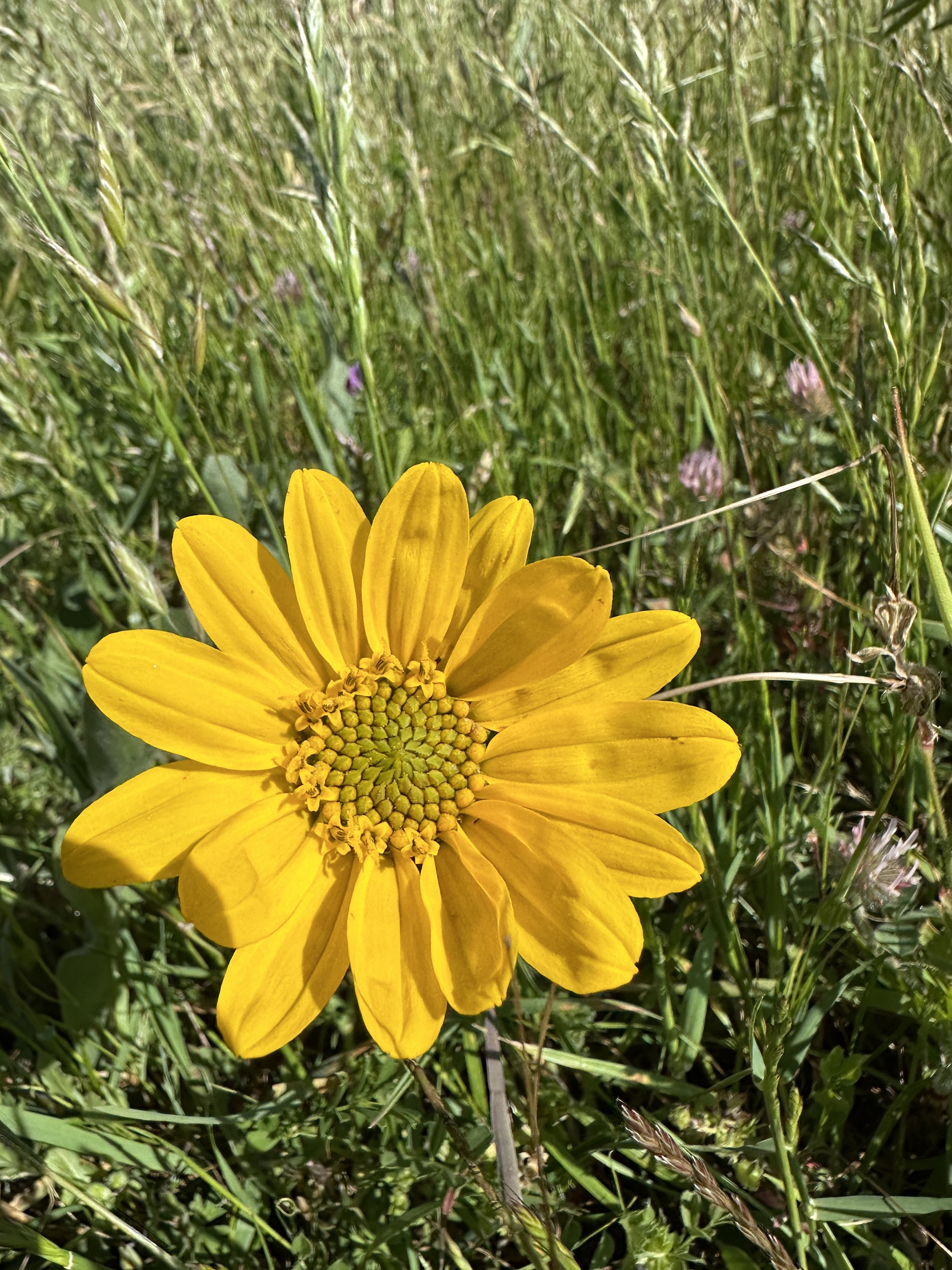 Narrow Leaf Mule Ears