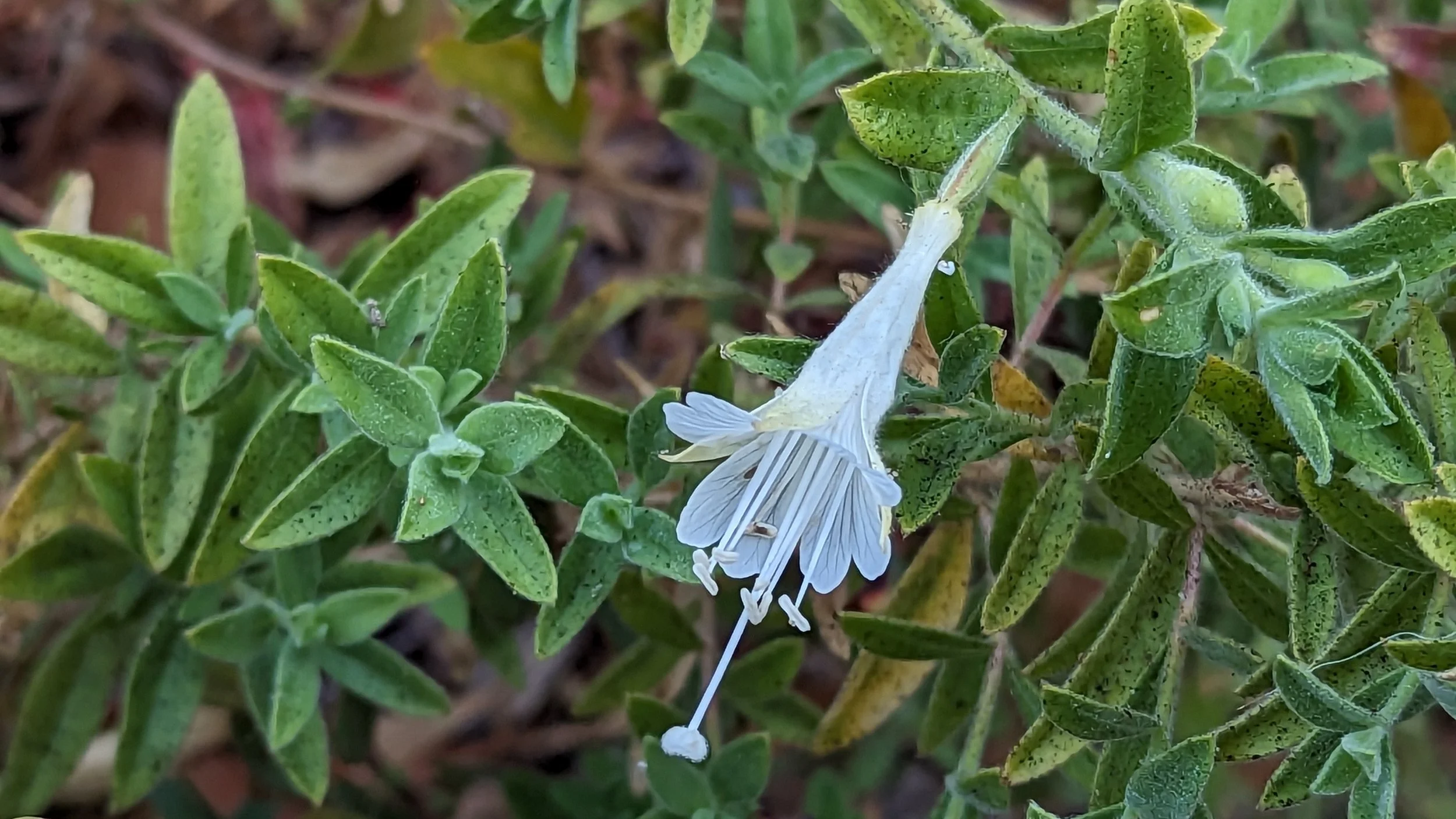 White California Fuchsia