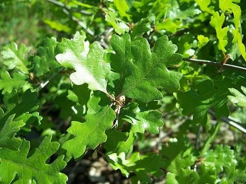 Valley Oak