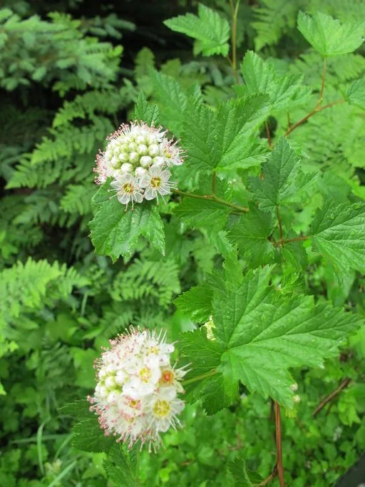 Pacific Ninebark