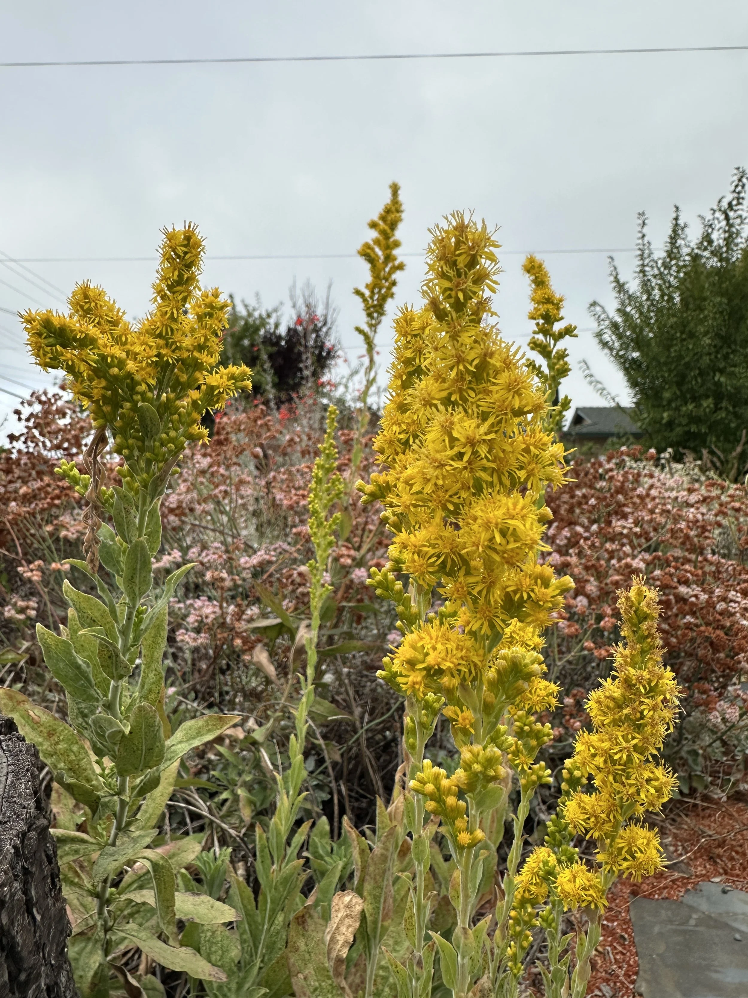 goldenrod.JPG
