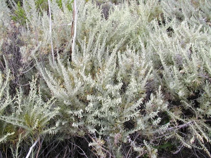 California Sagebrush
