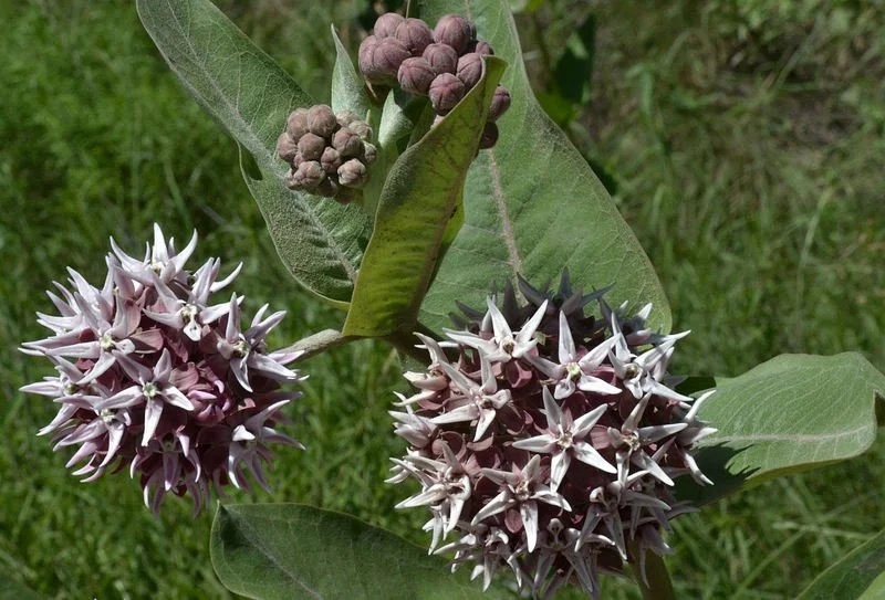 Showy Milkweed
