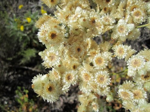 California Cudweed