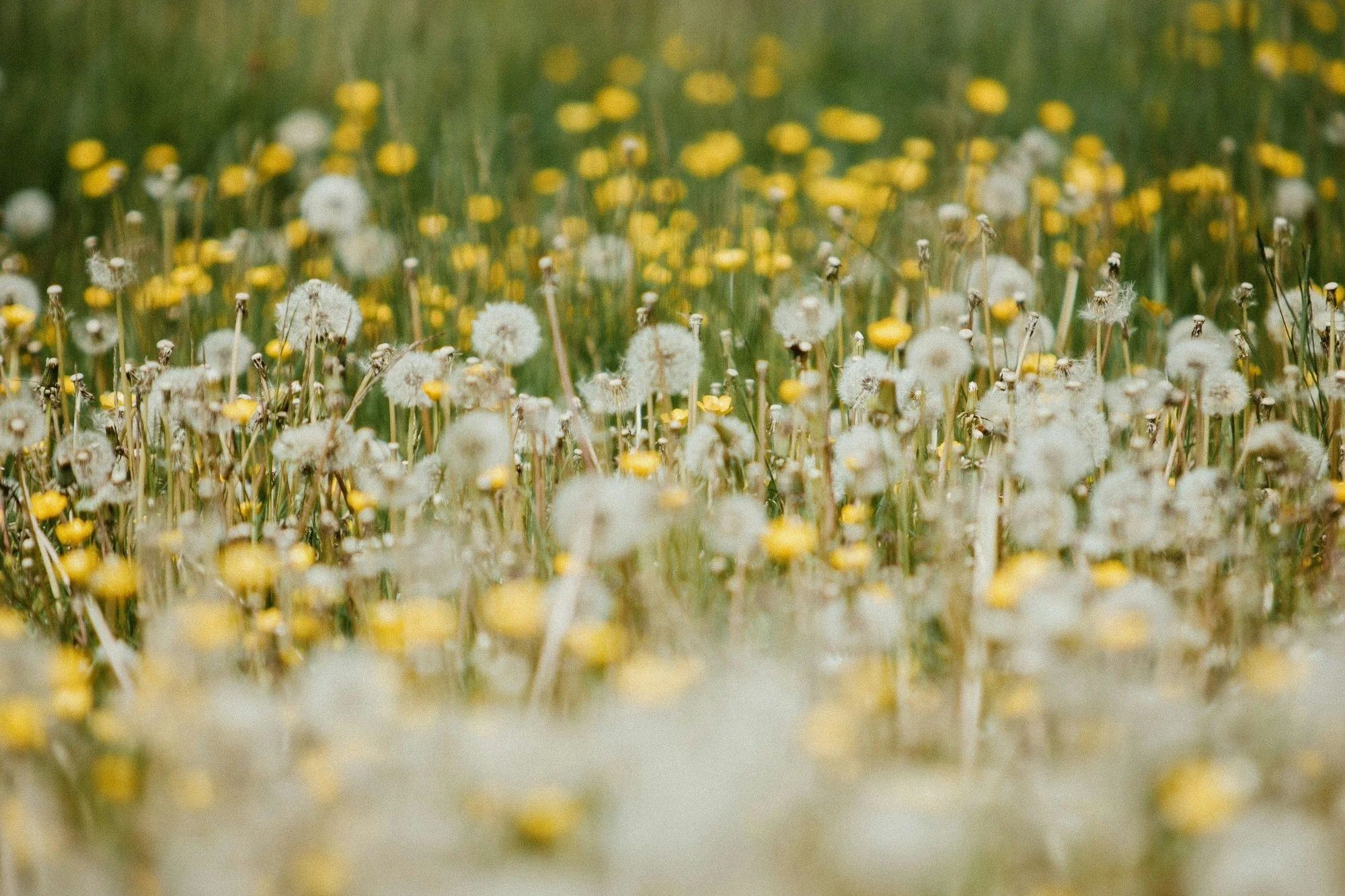 Dandelions blooming in a field.