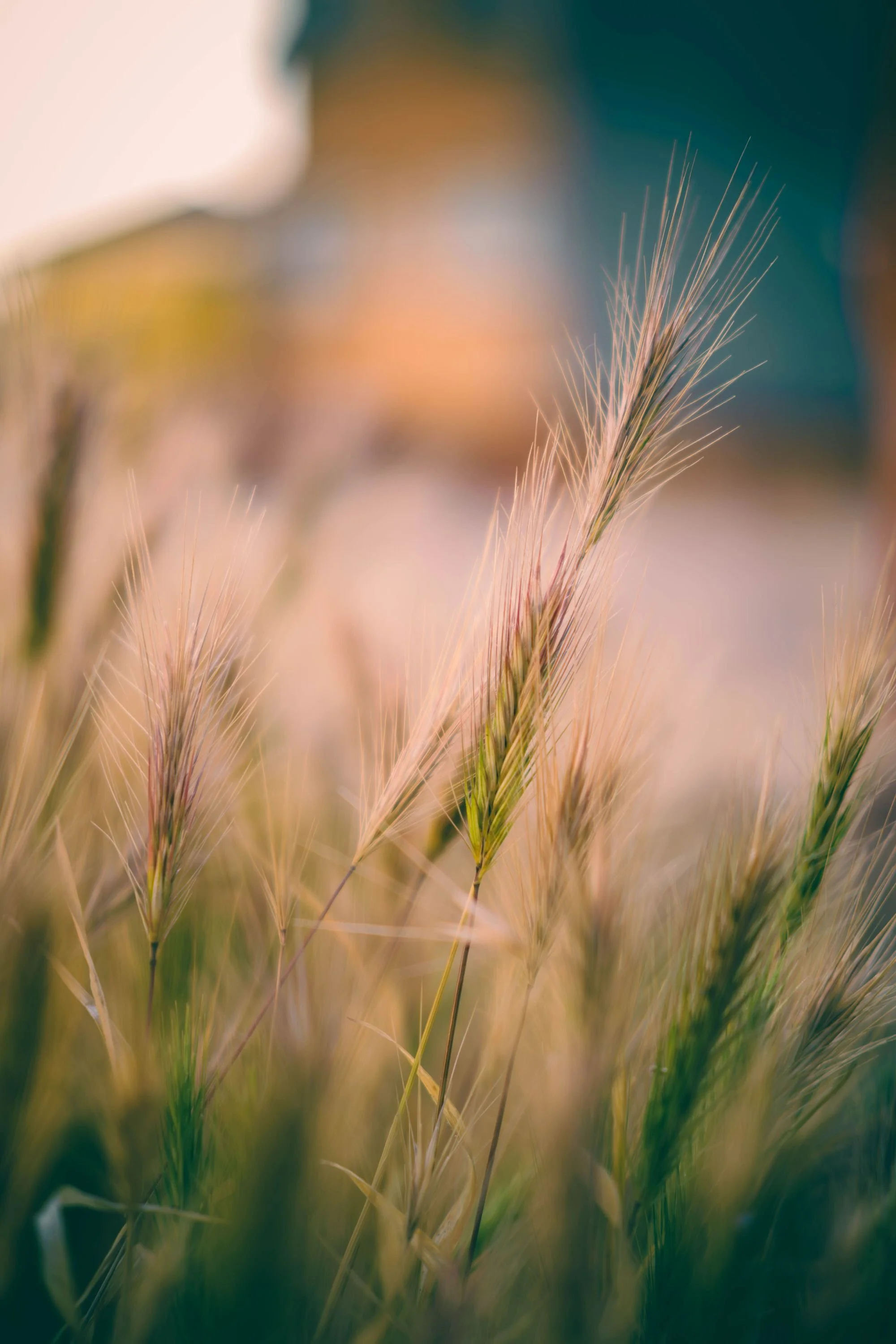 Wheat blowing in the wind.