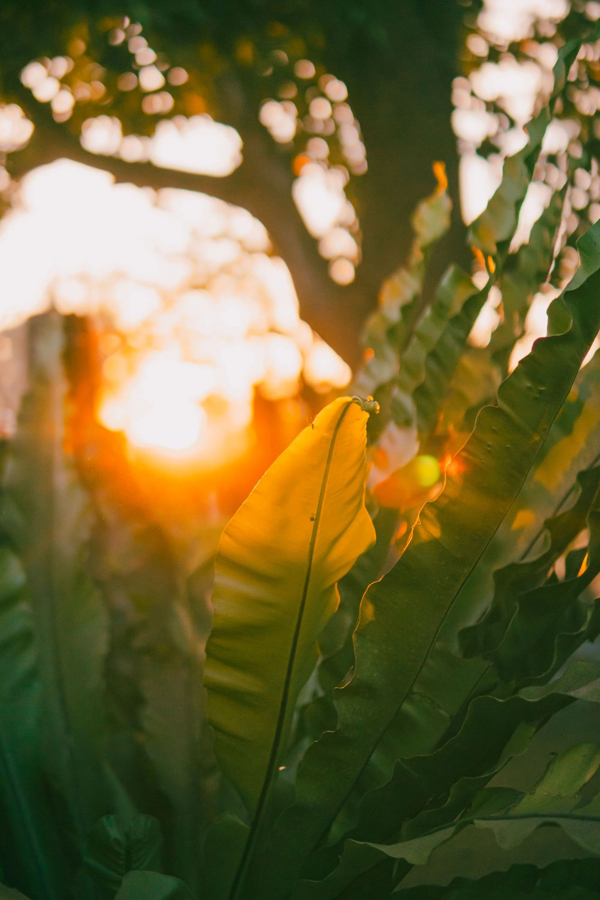 Greenery during sunset.