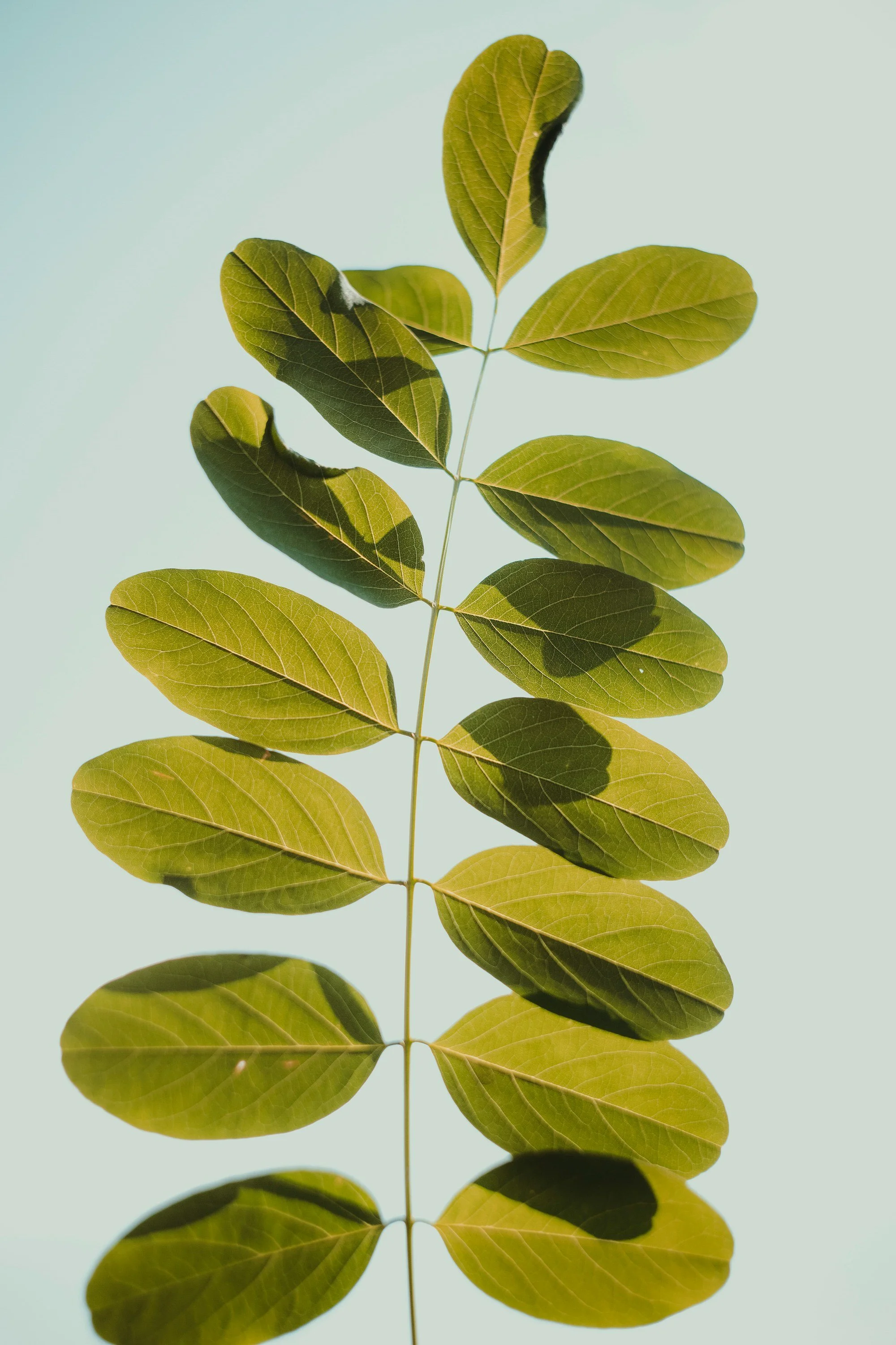 A plant stretches into the sky.