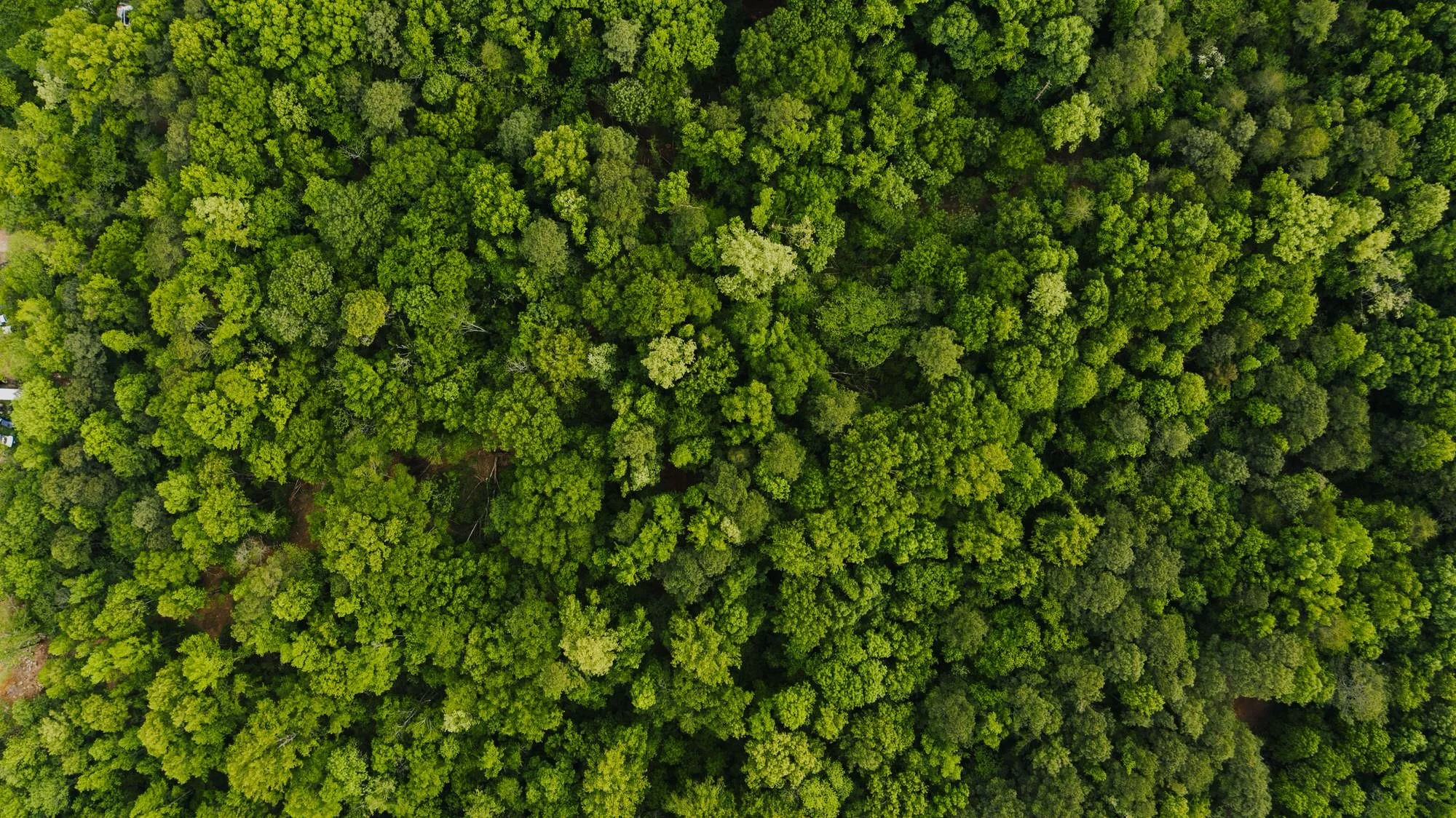 A vibrant and peaceful image of trees from a bird's eye view.