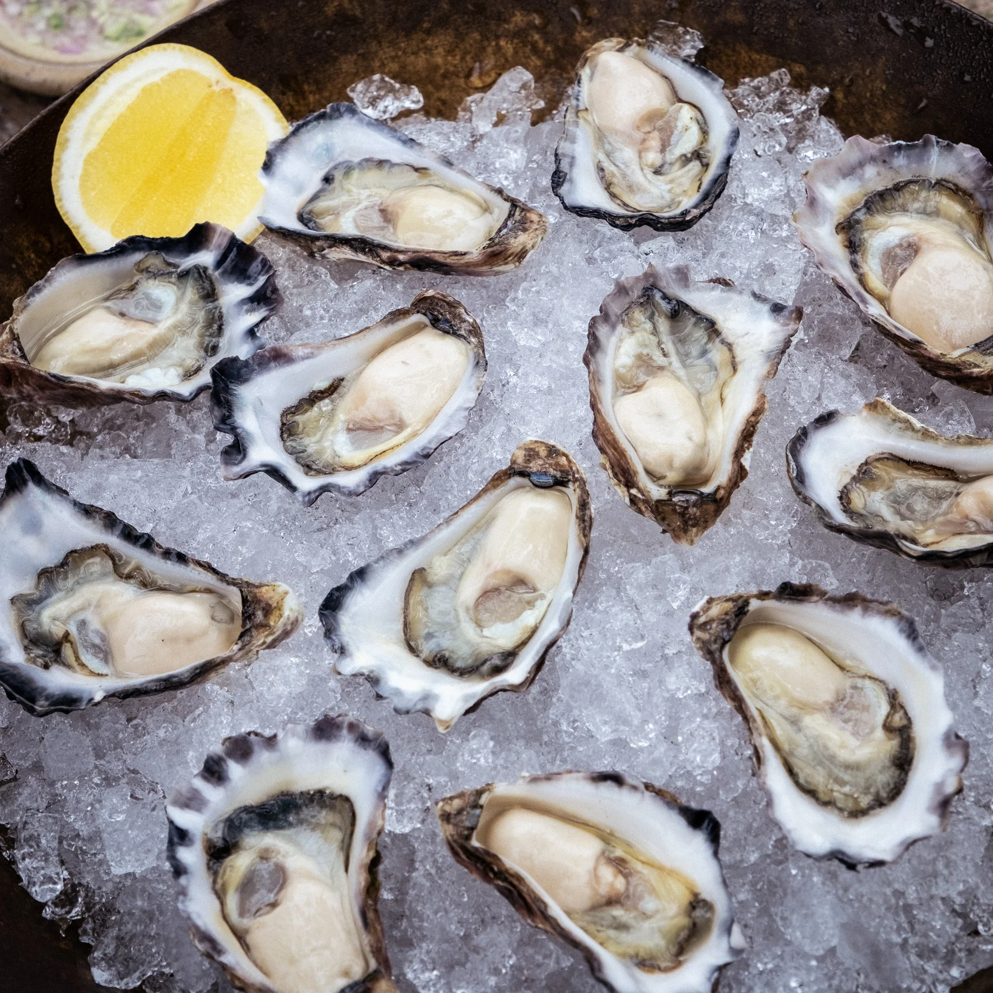 Fresh Oysters